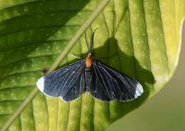 Image of White-tipped Black