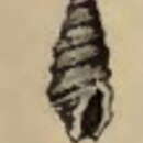 Image of Pulsarella clevei (Jousseaume 1883)