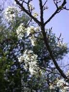 Image de Prunus cocomilia Ten.