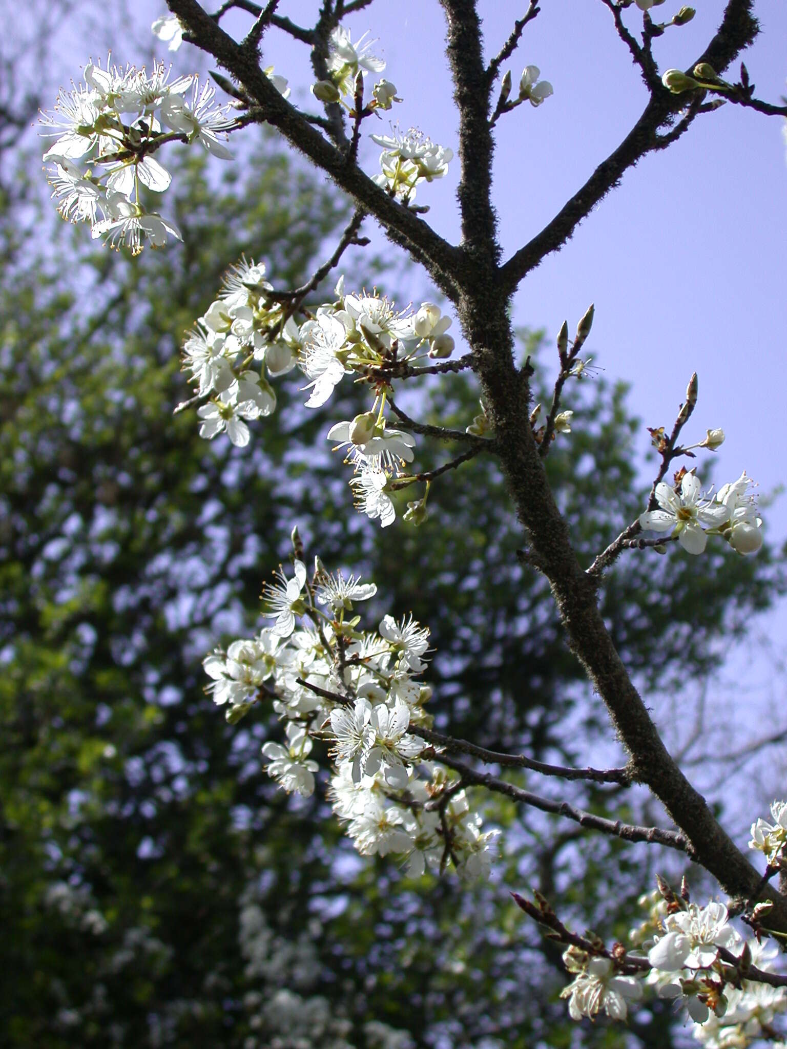 Image of Prunus cocomilia Ten.