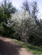 Image de Prunus cocomilia Ten.