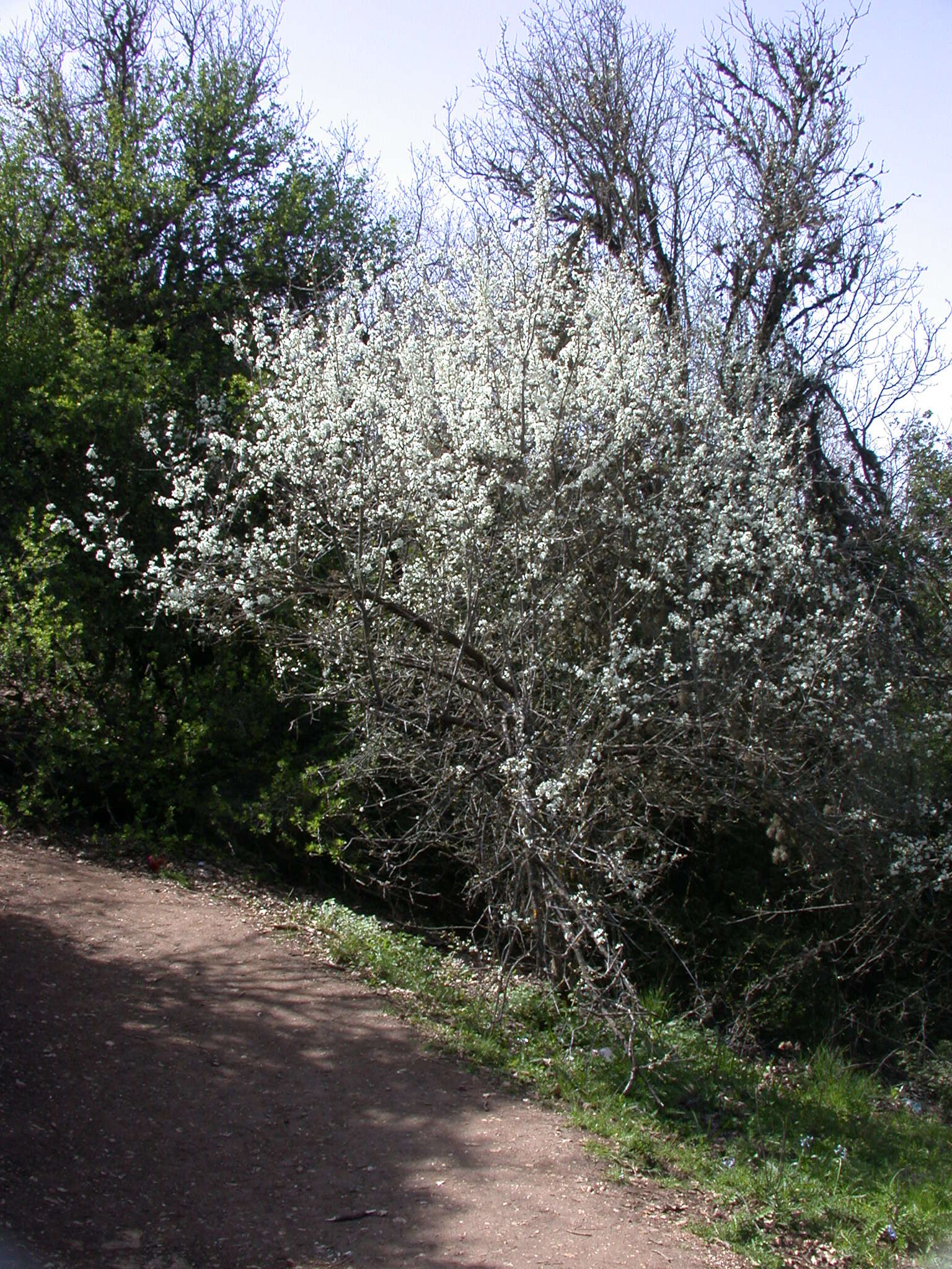 Image of Prunus cocomilia Ten.
