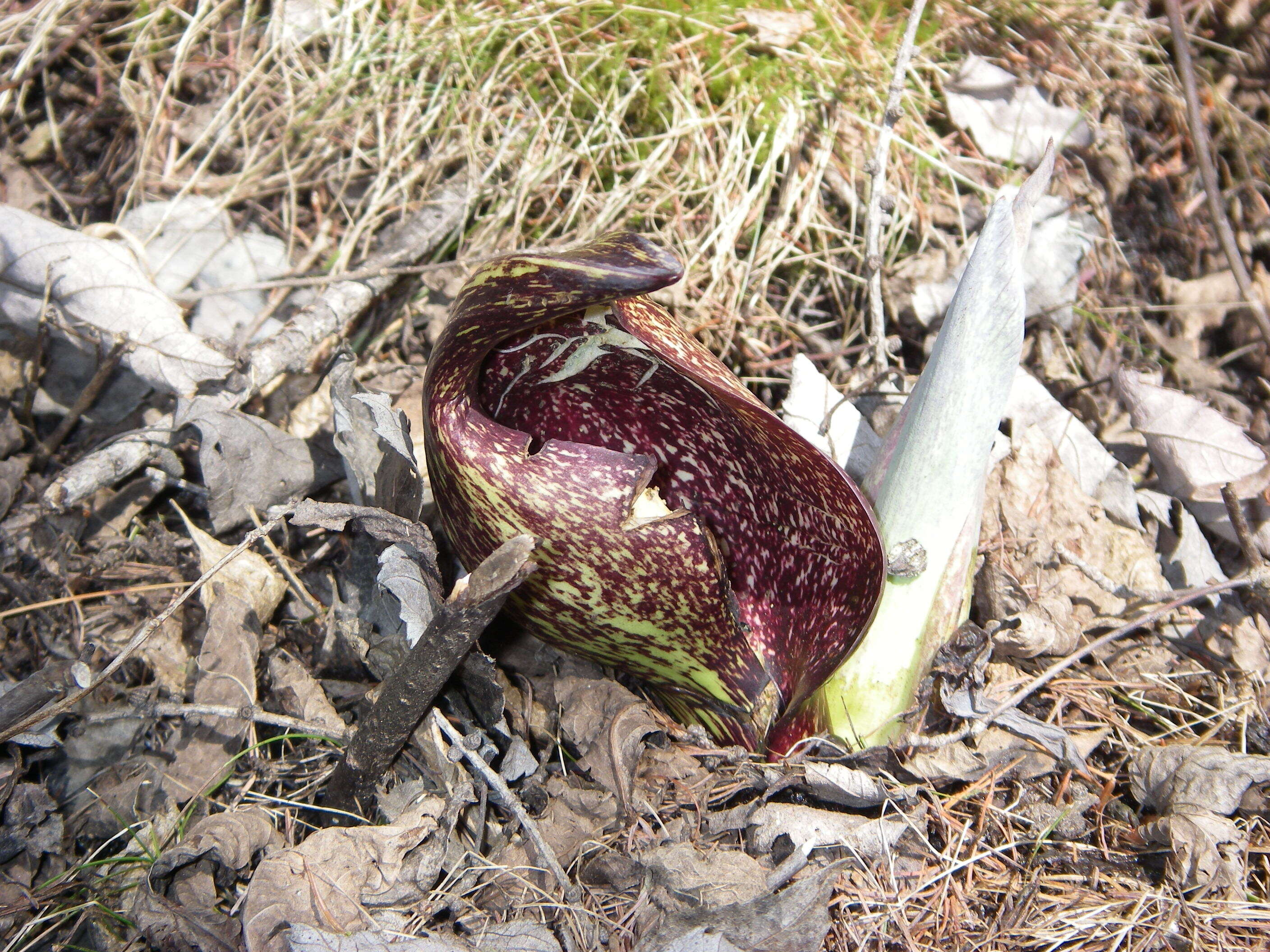 Image of Clumpfoot Cabbage