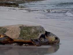 Image of Caretta