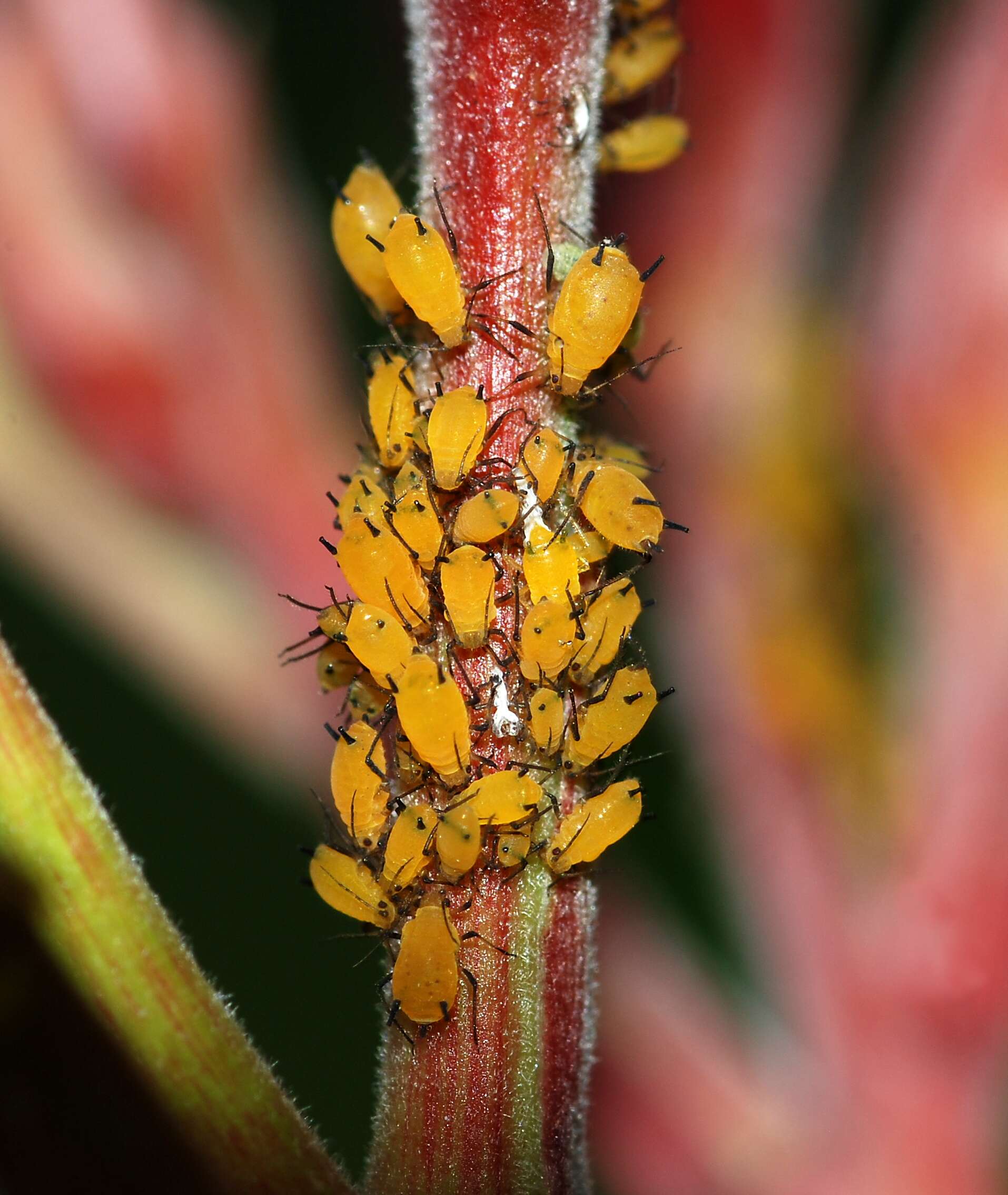 Image of Aphid