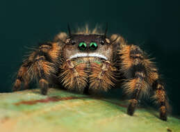 Phidippus otiosus (Hentz 1846)的圖片