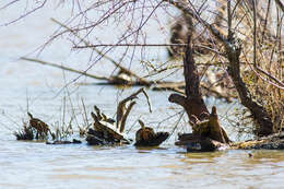 Image of slider turtle, red-eared terrapin, red-eared slider