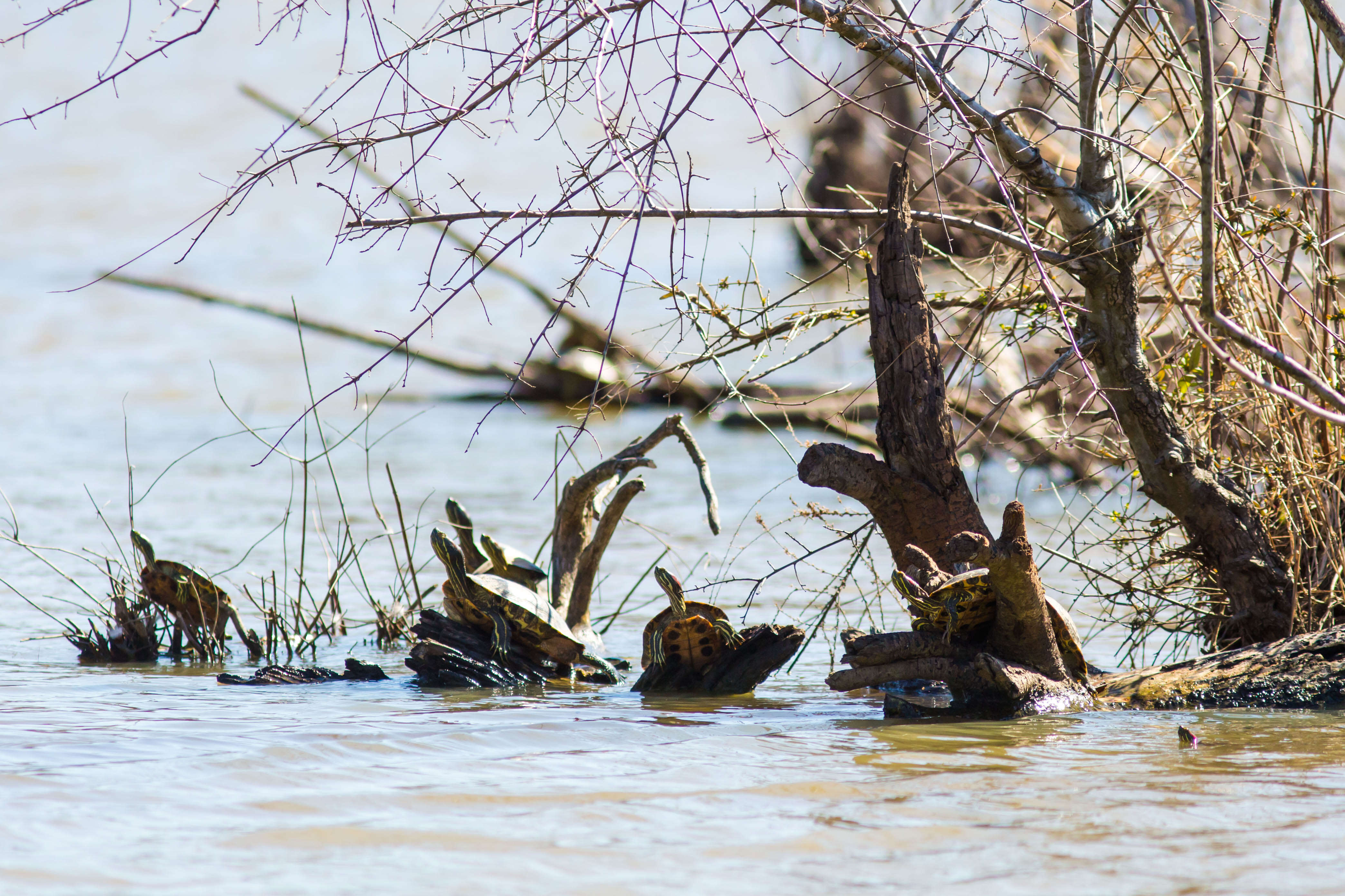 Image of slider turtle, red-eared terrapin, red-eared slider