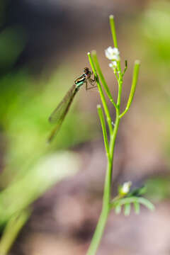 Image de Agrion Posé