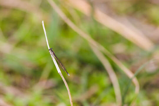 Image de Agrion Posé