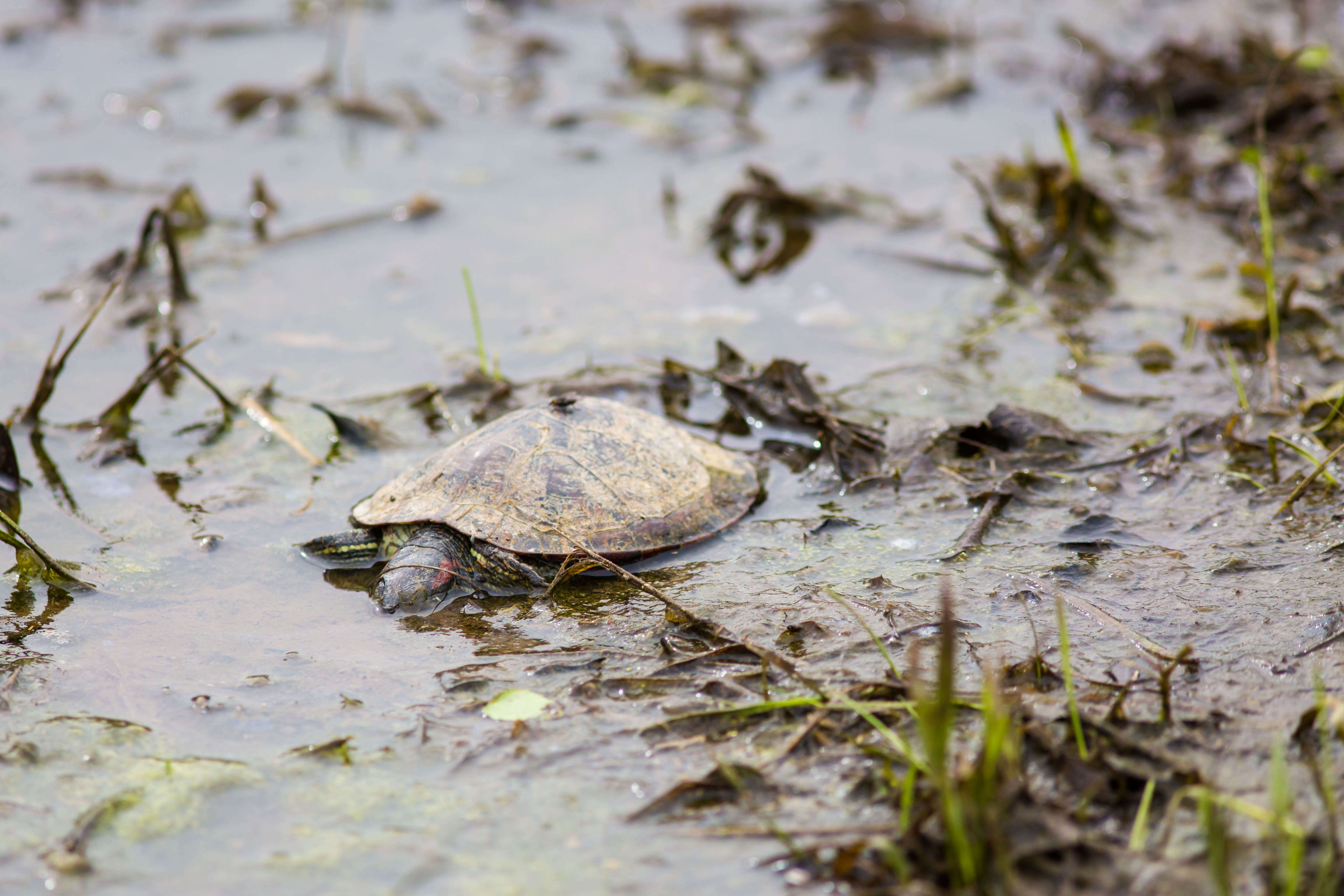 Image of slider turtle, red-eared terrapin, red-eared slider