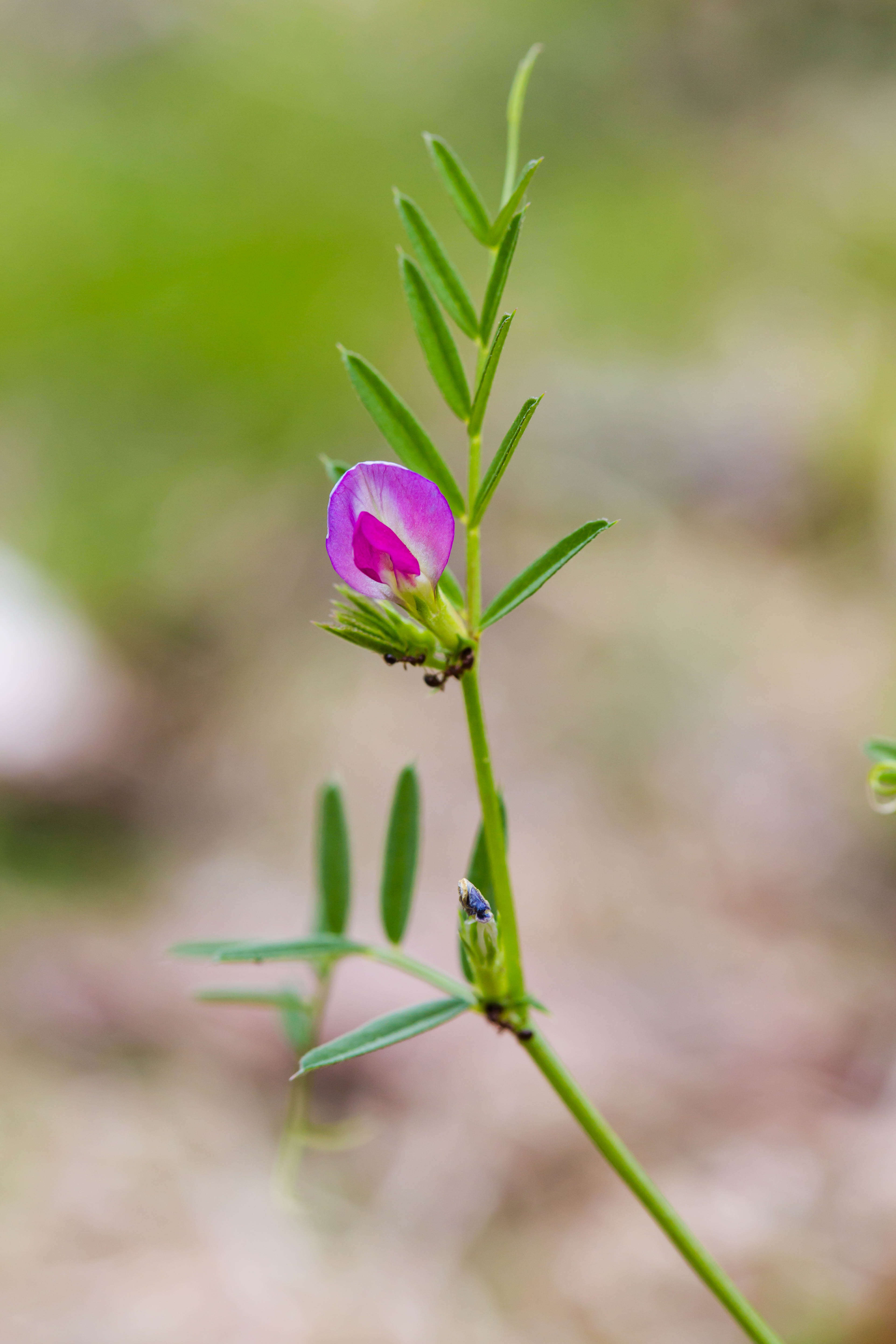 Image of Common Vetch