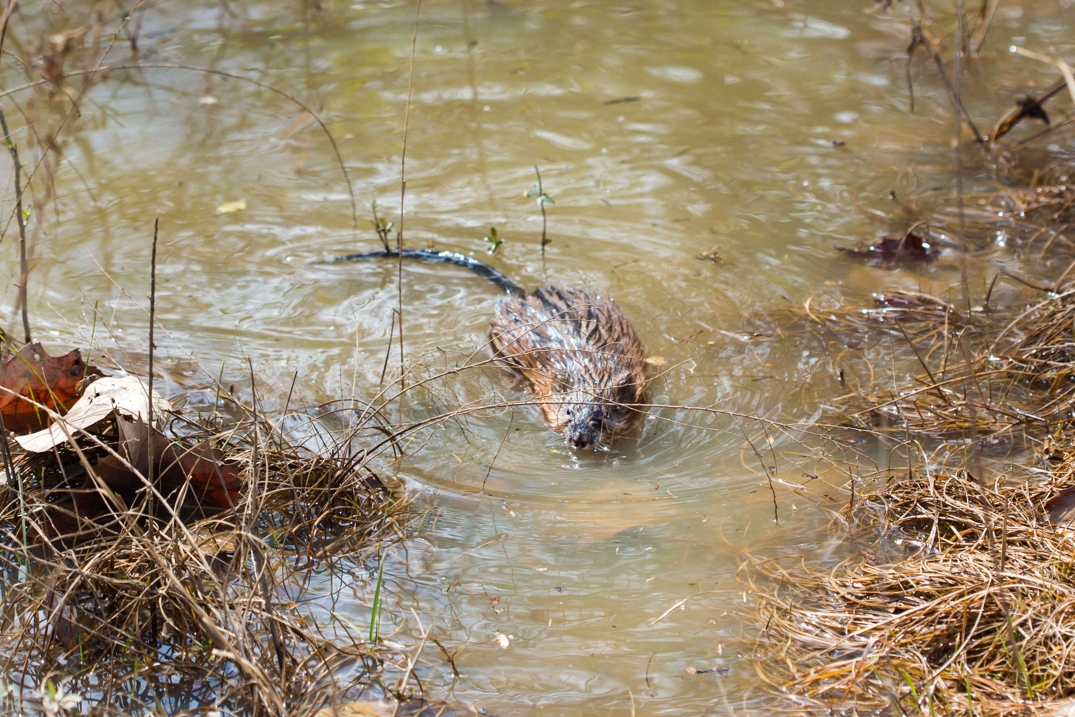 Image of muskrat