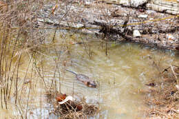 Image of muskrat