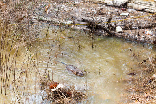 Image of muskrat