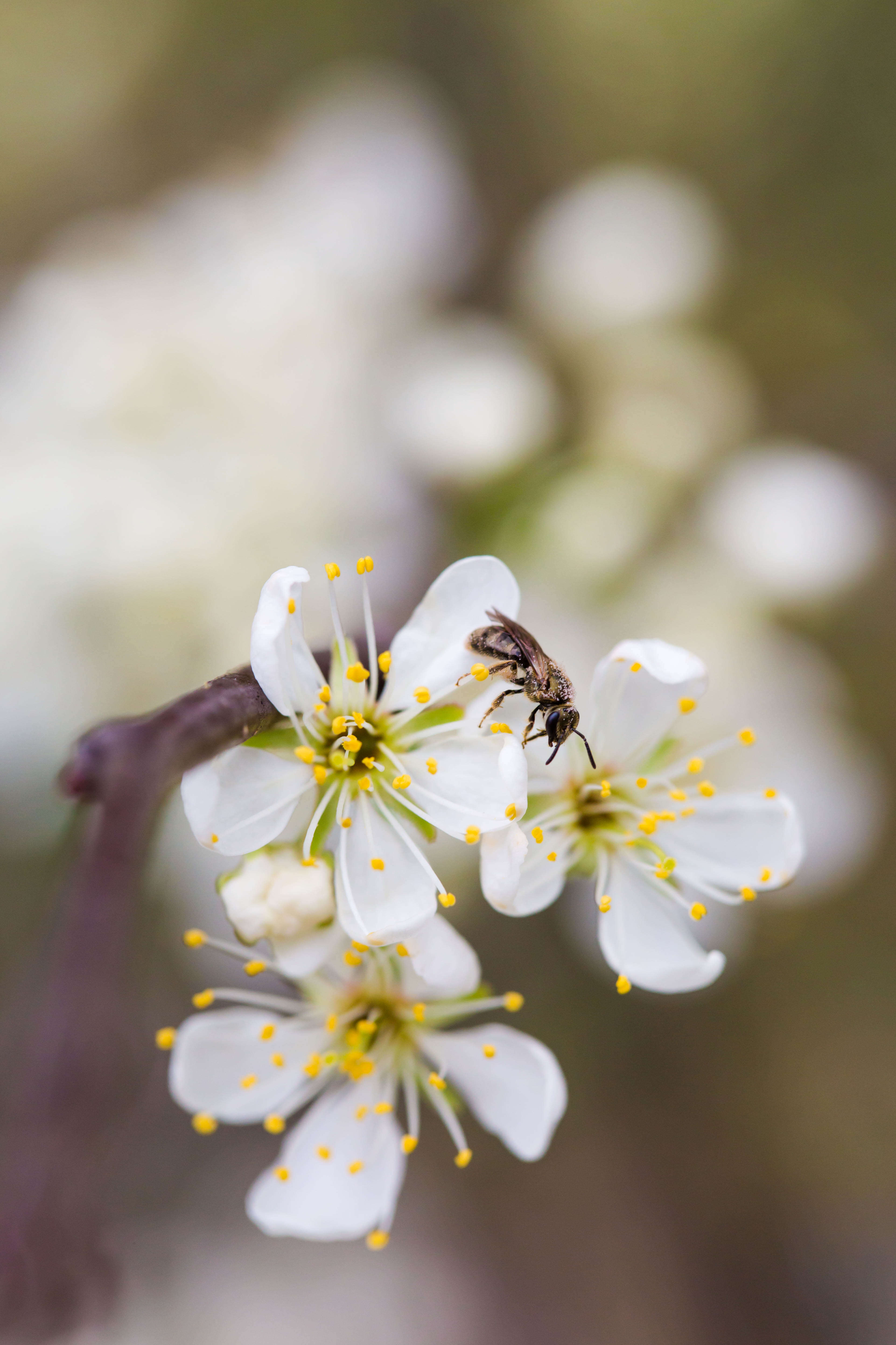 Image of sweat bees