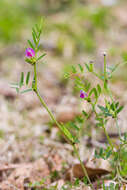 Image of Common Vetch