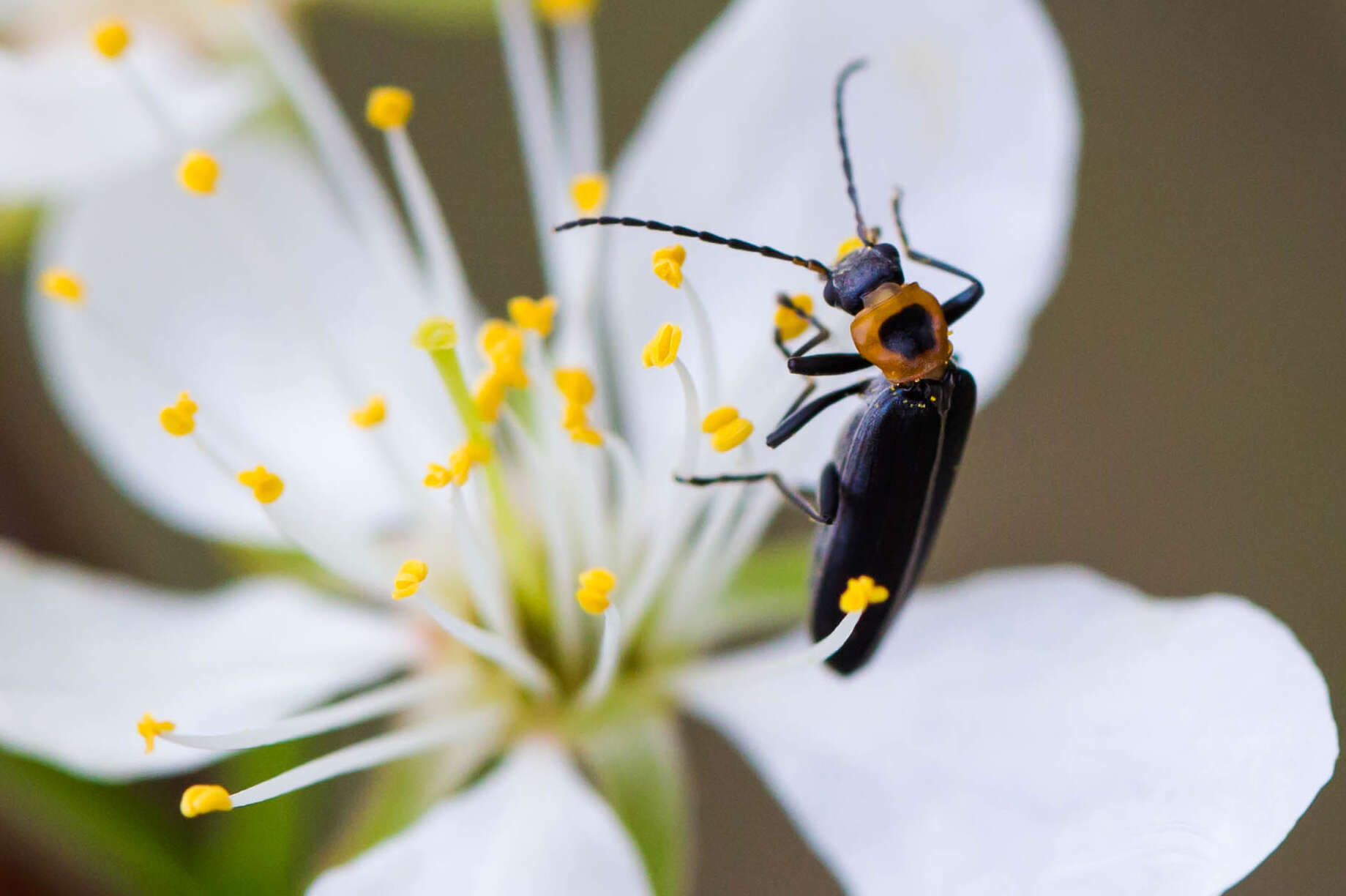 Image of false blister beetles