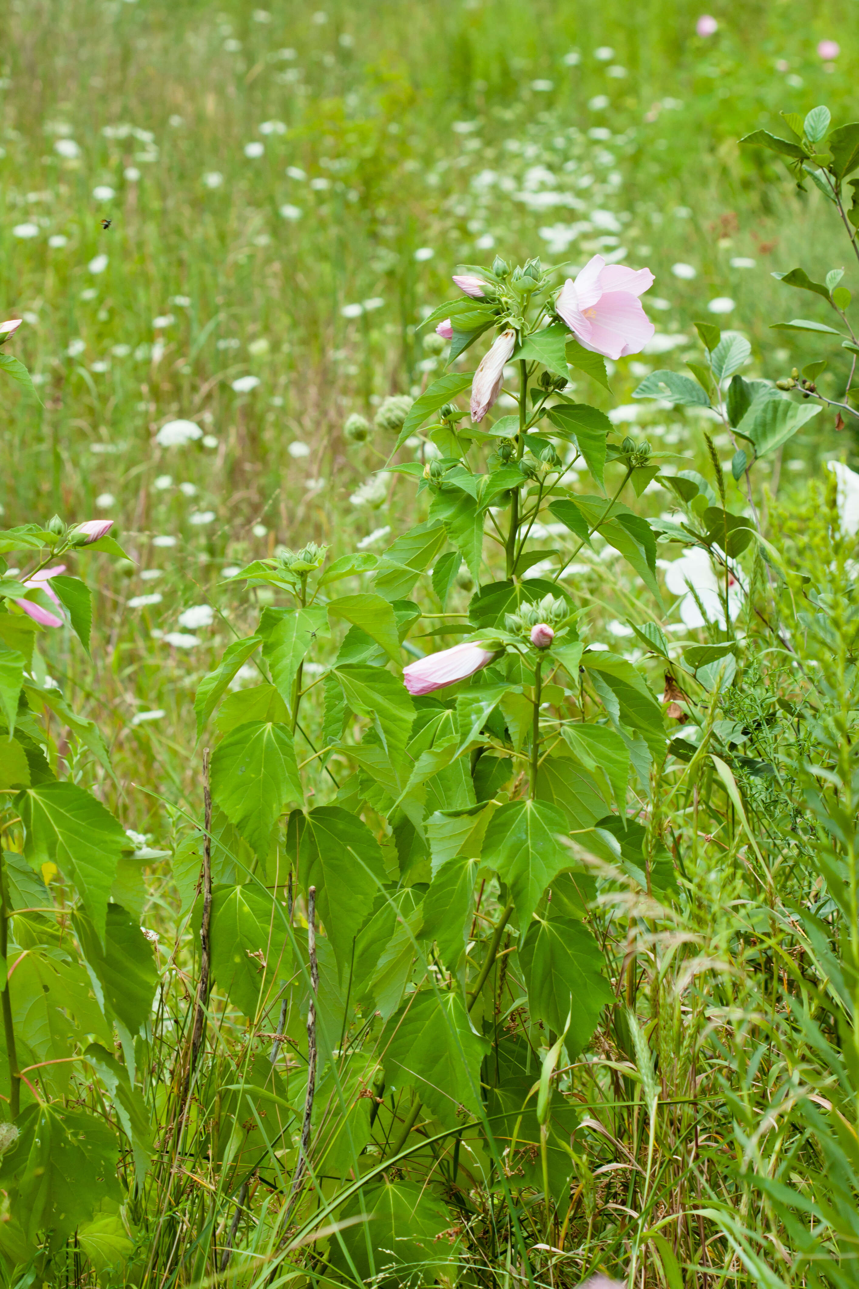 Image of swamp rosemallow