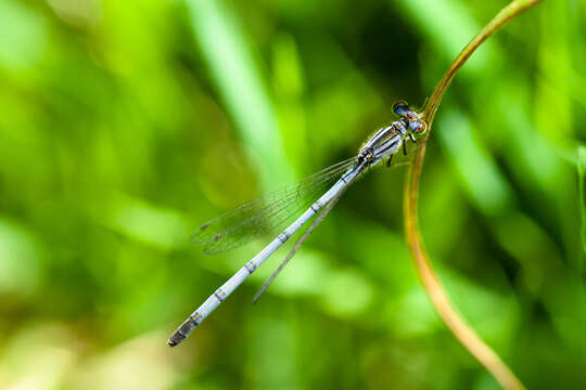 Image of Eastern Forktail