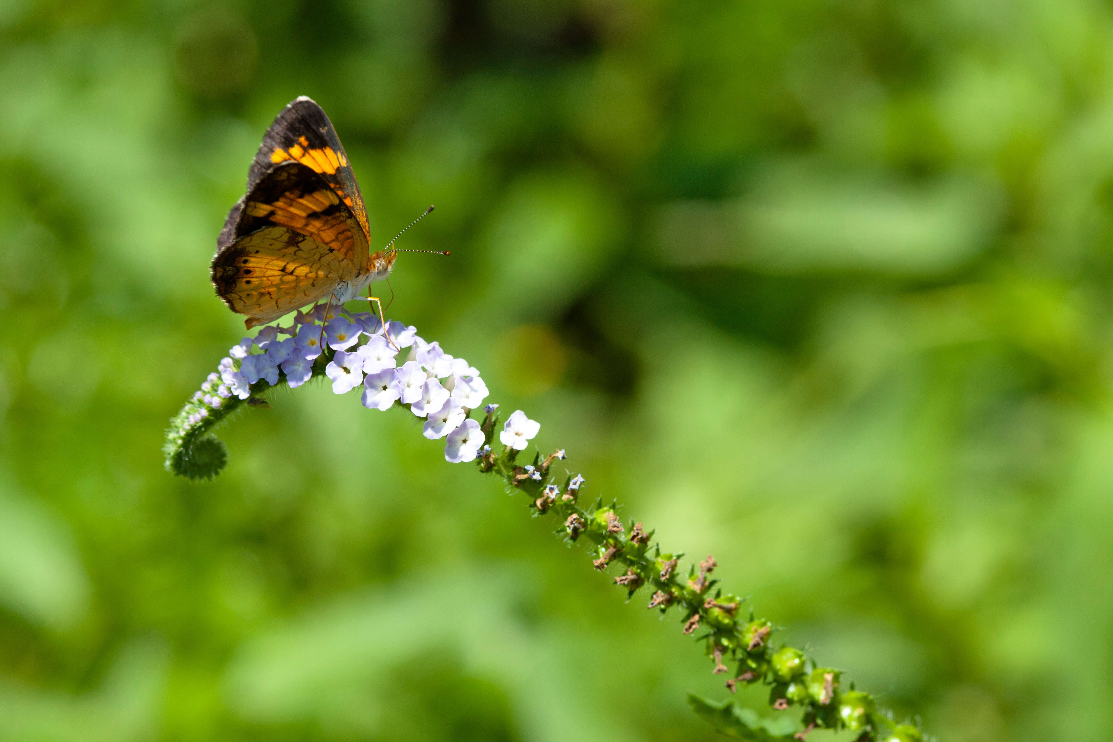 Image of Pearl Crescent
