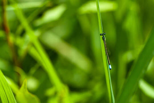 Image of Eastern Forktail