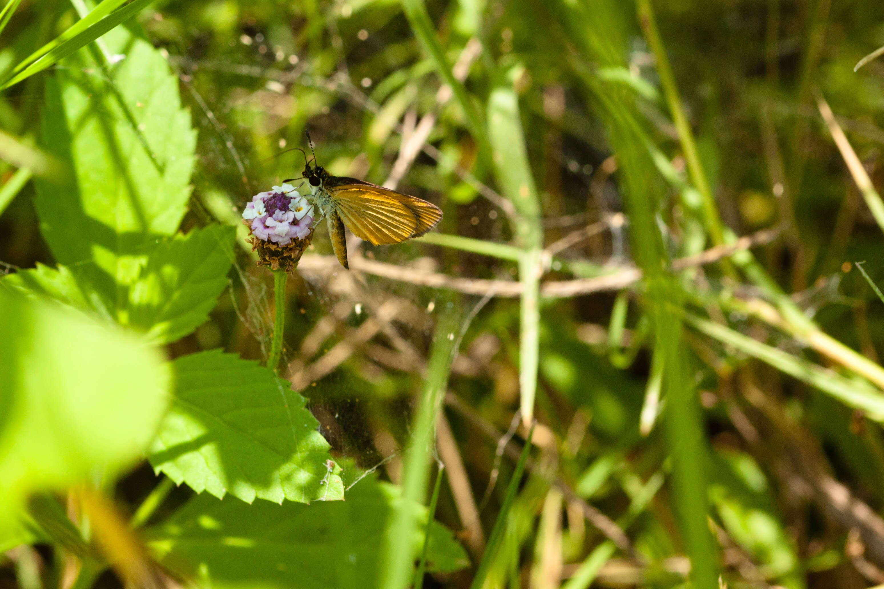 Image of Least Skipper