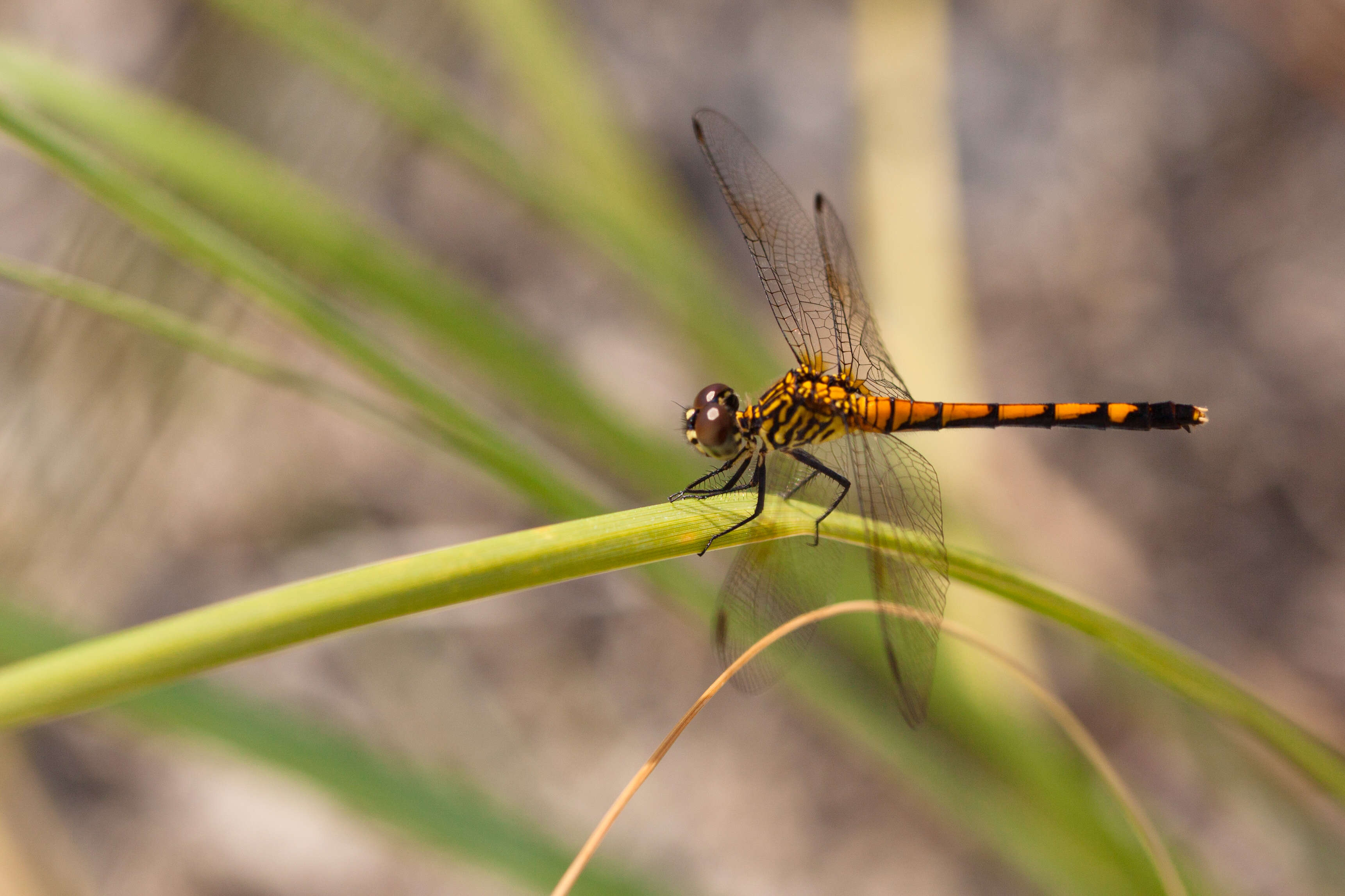 Image of Seaside Dragonlet