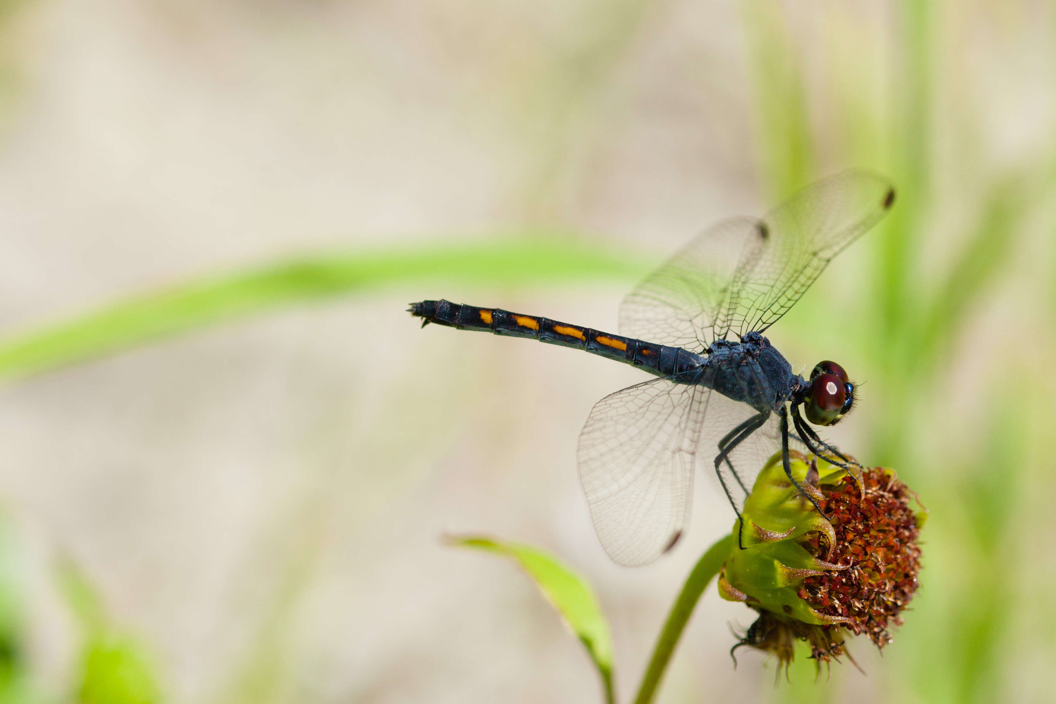 Image of Seaside Dragonlet