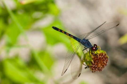 Image of Seaside Dragonlet