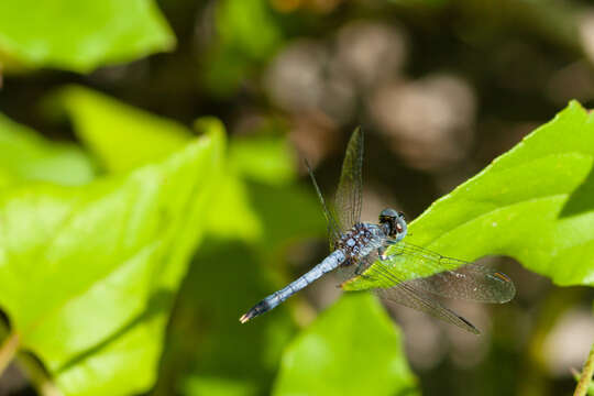 Image of Little Blue Dragonlet