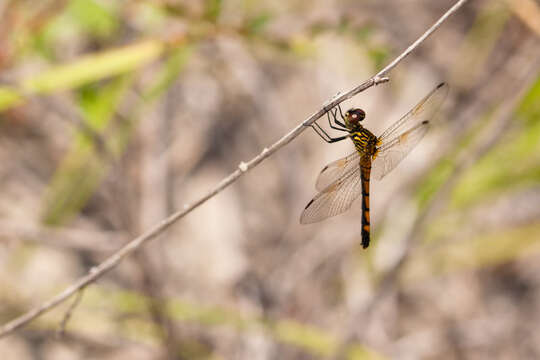 Image of Seaside Dragonlet