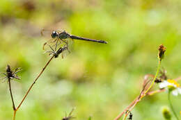 Sivun Erythrodiplax umbrata (Linnaeus 1758) kuva