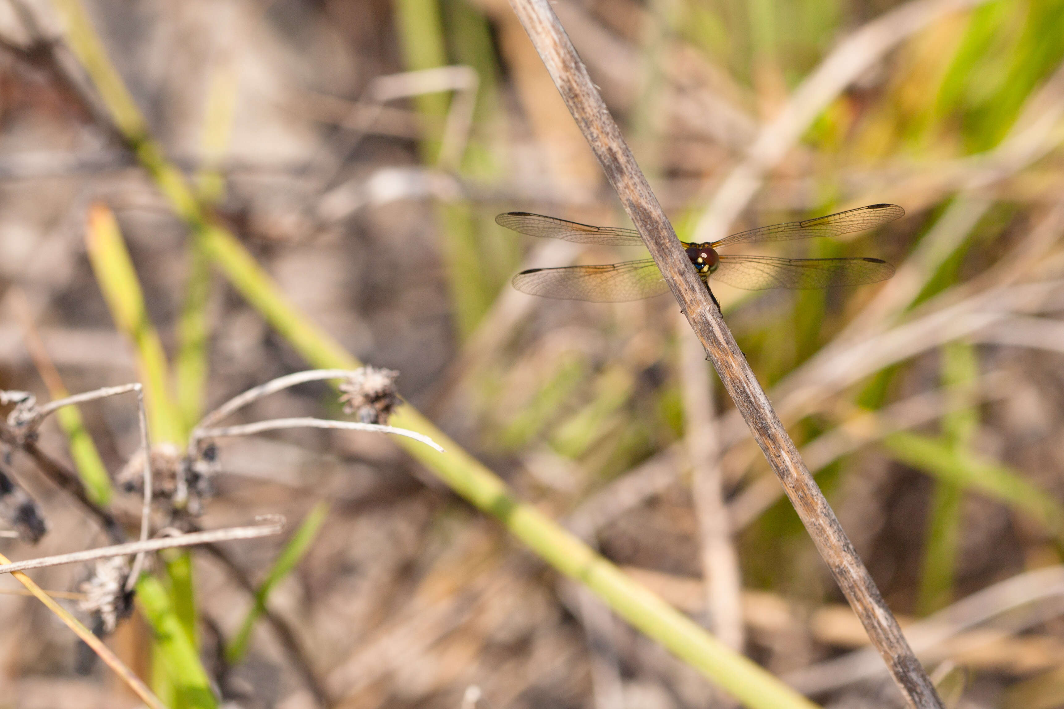 Image of Seaside Dragonlet