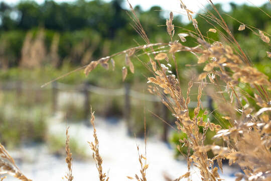 Image of seaoats