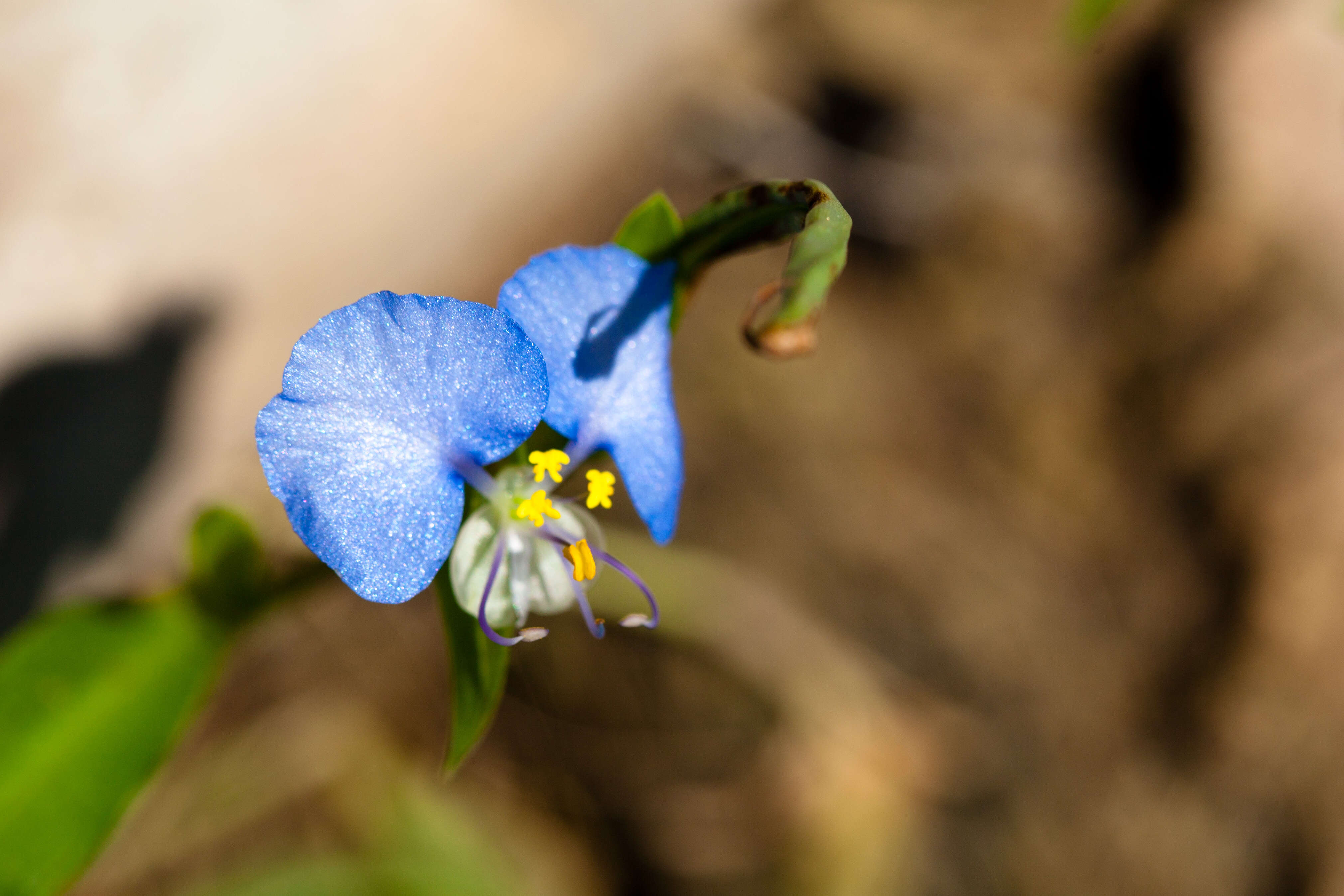 Image of Blousel Blommetjie