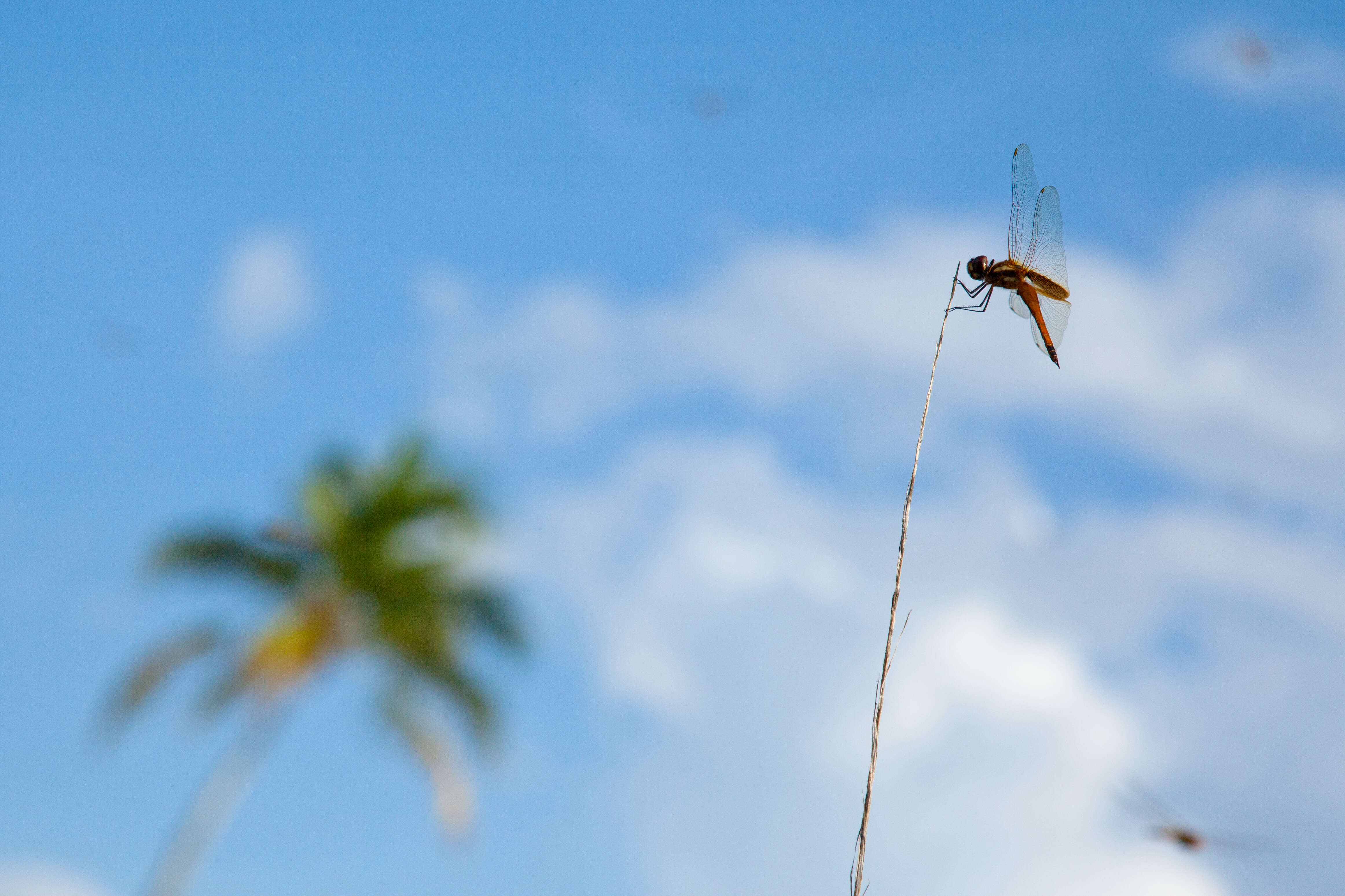 Image of Striped Saddlebags