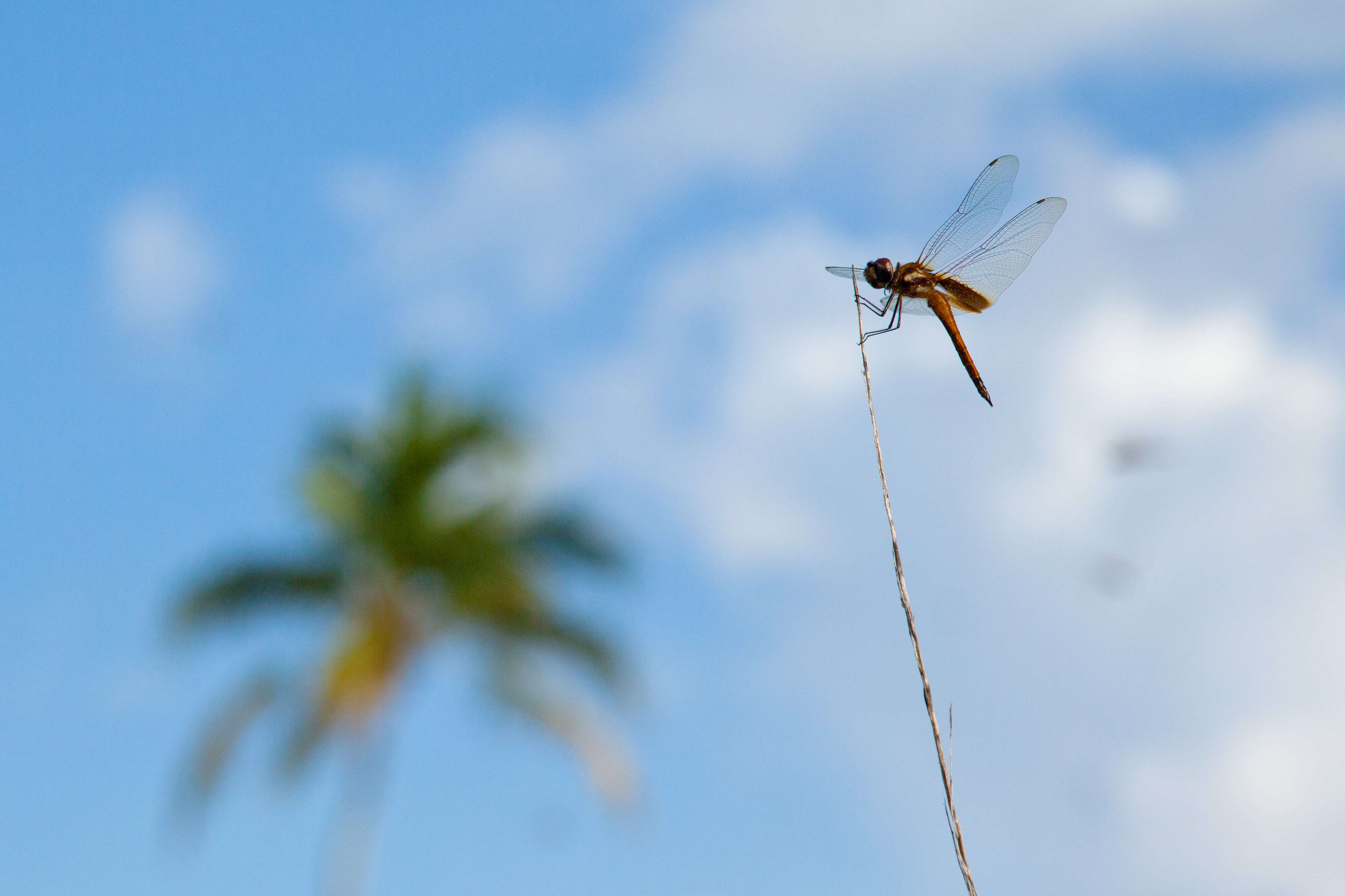 Image of Striped Saddlebags