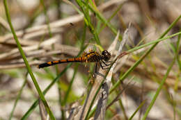 Image of Seaside Dragonlet