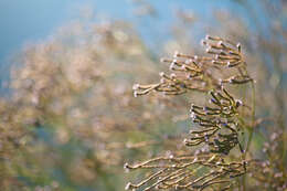 Image of vervain