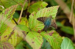 Image of Long-tailed Skipper