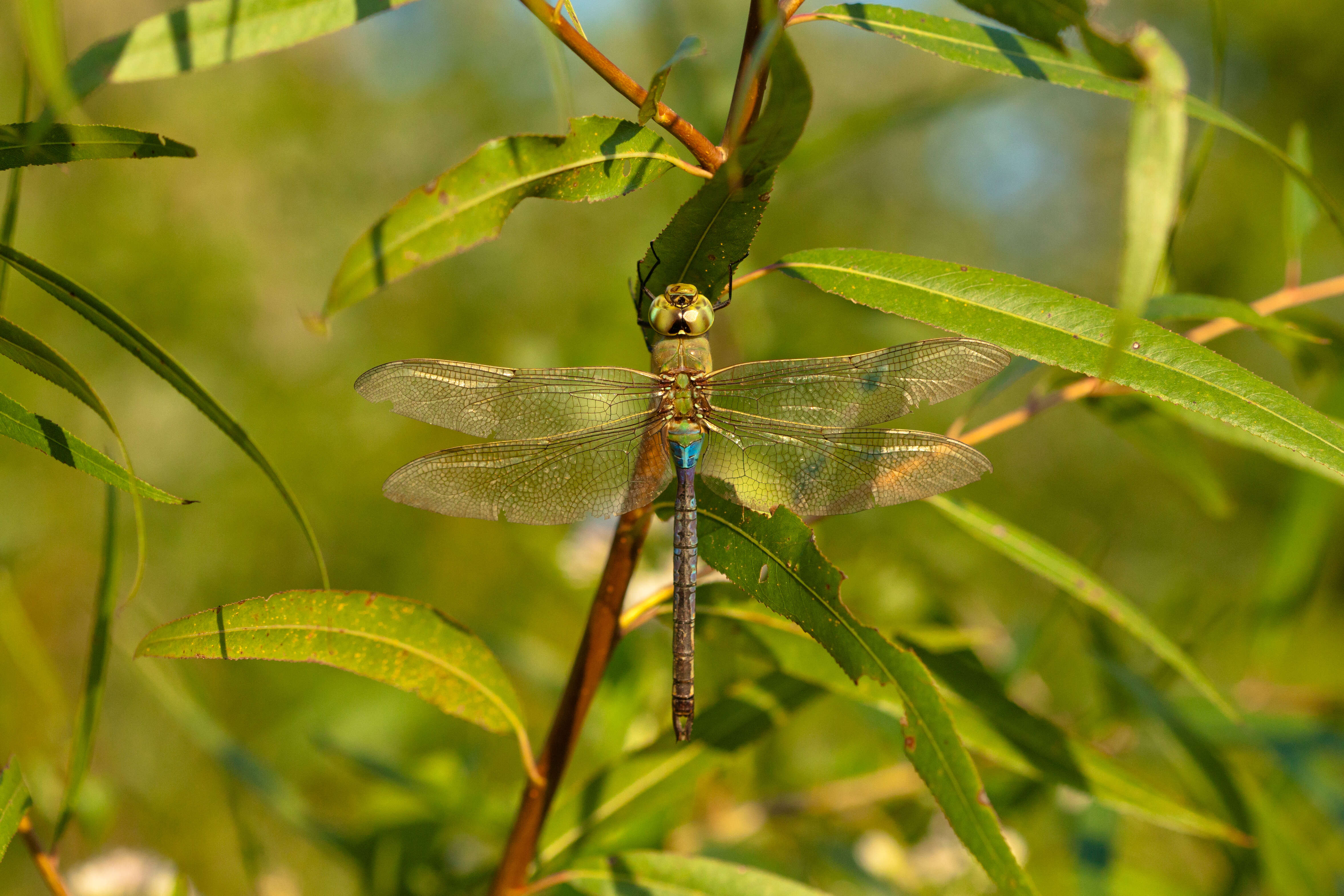 Слика од Anax junius (Drury 1773)