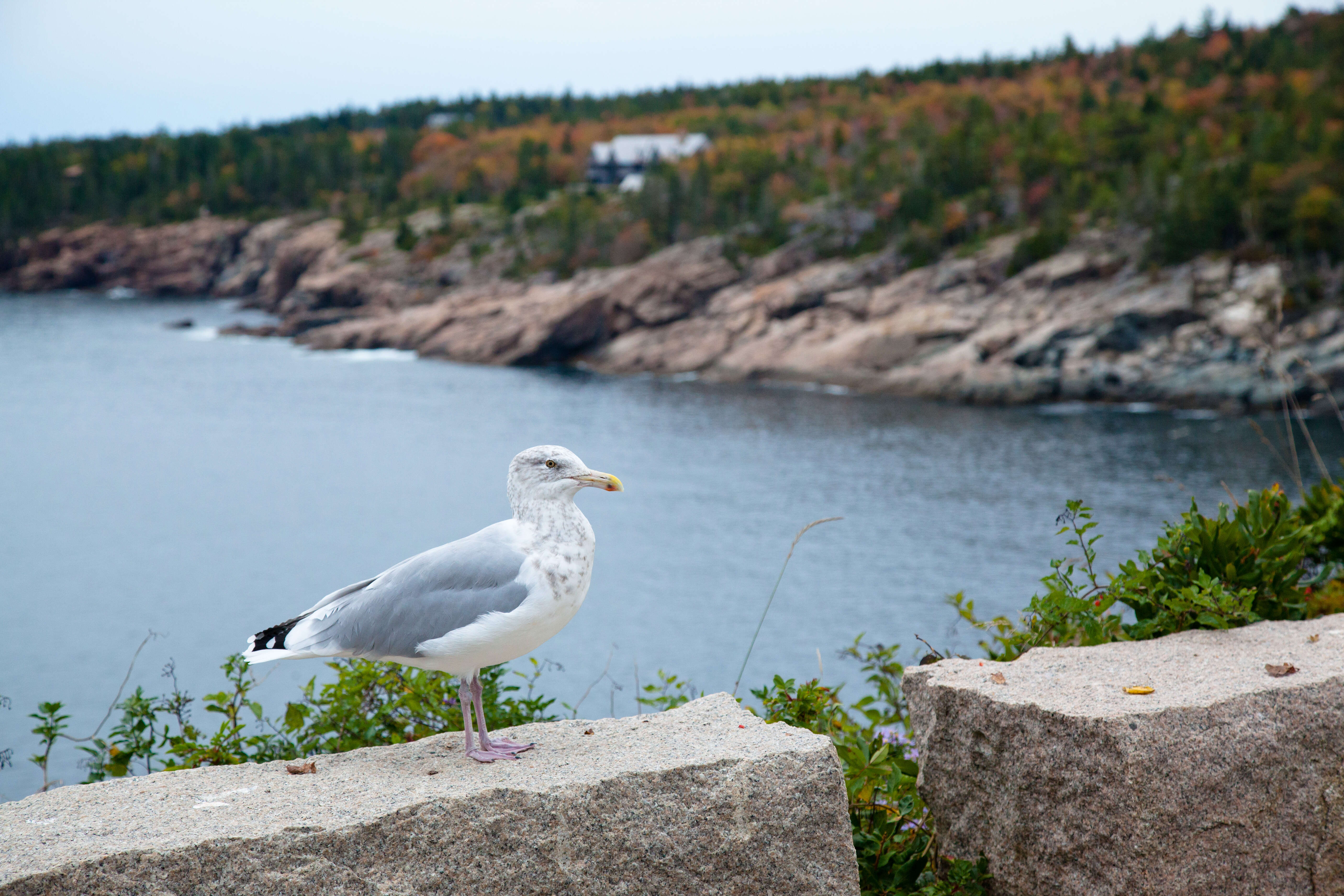 Image of American Herring Gull