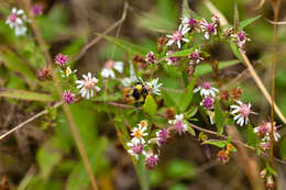 Image of Tricolored Bumble Bee