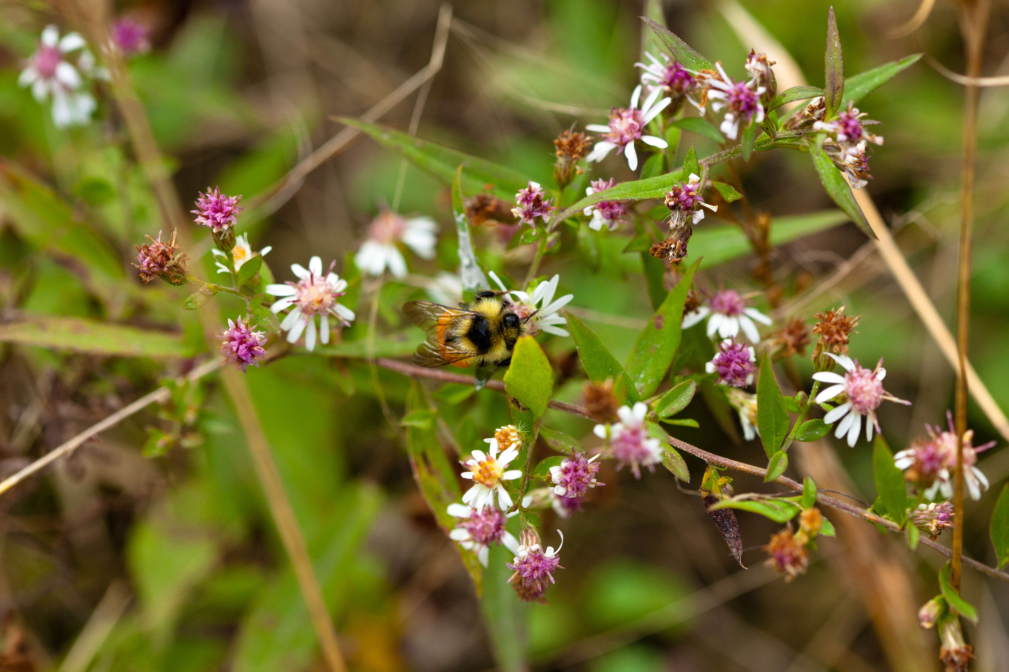 Image of Tricolored Bumble Bee