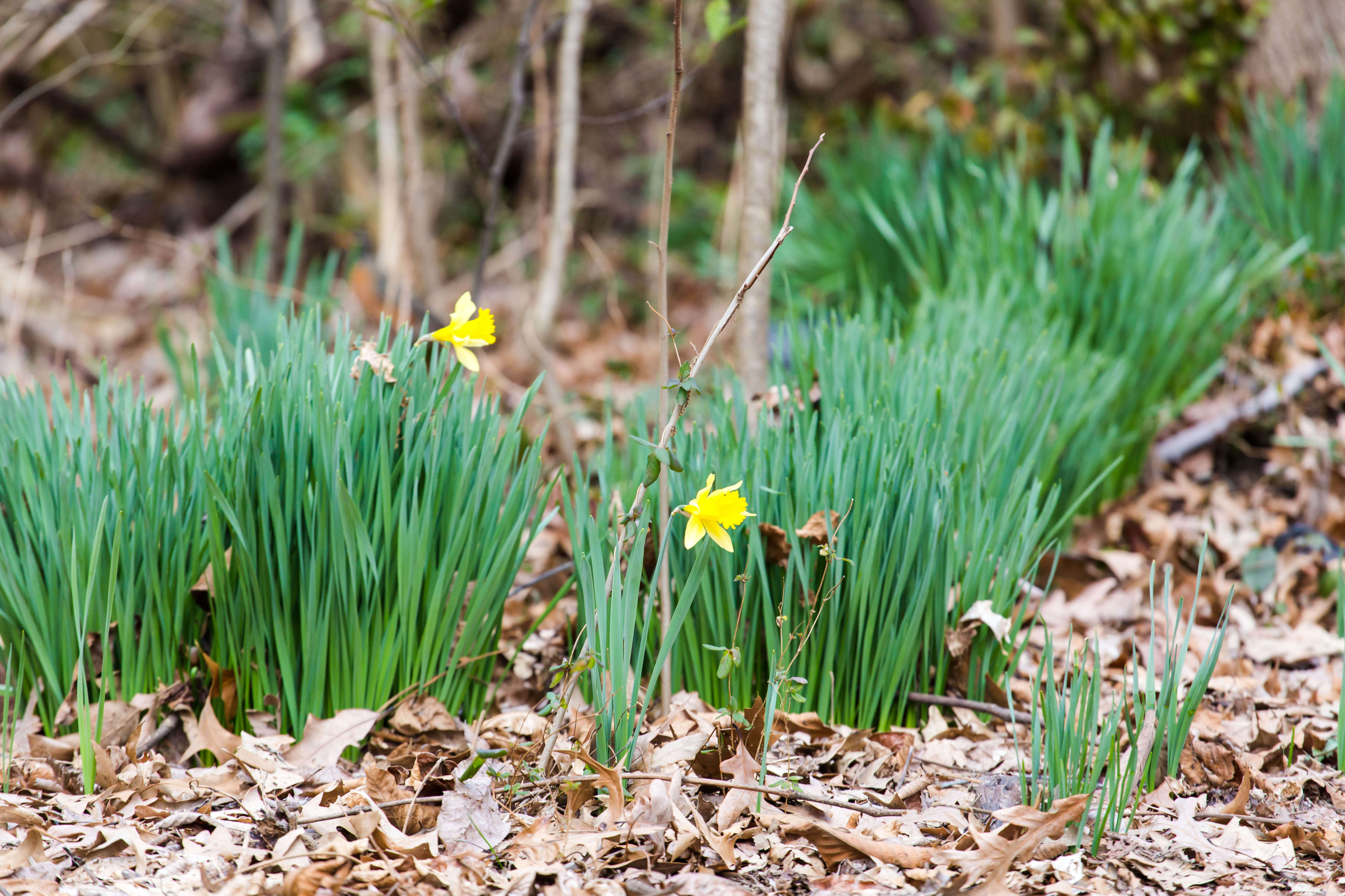 Image of daffodil