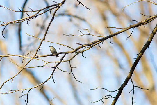 Image of Myrtle Warbler