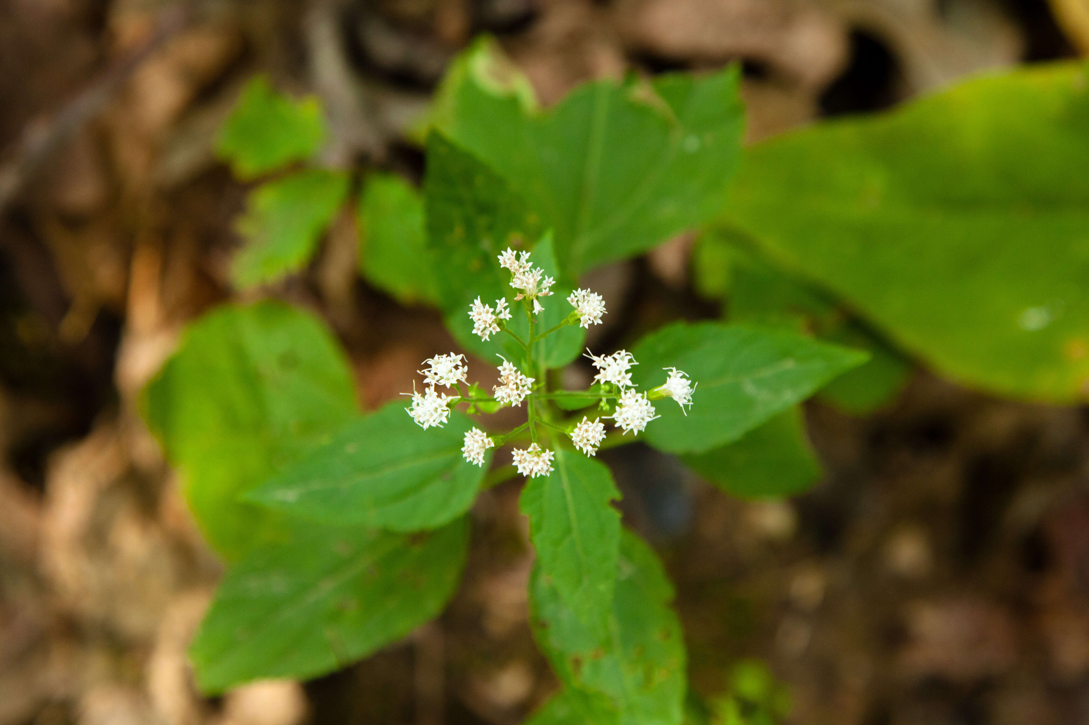 Image of lateflowering thoroughwort