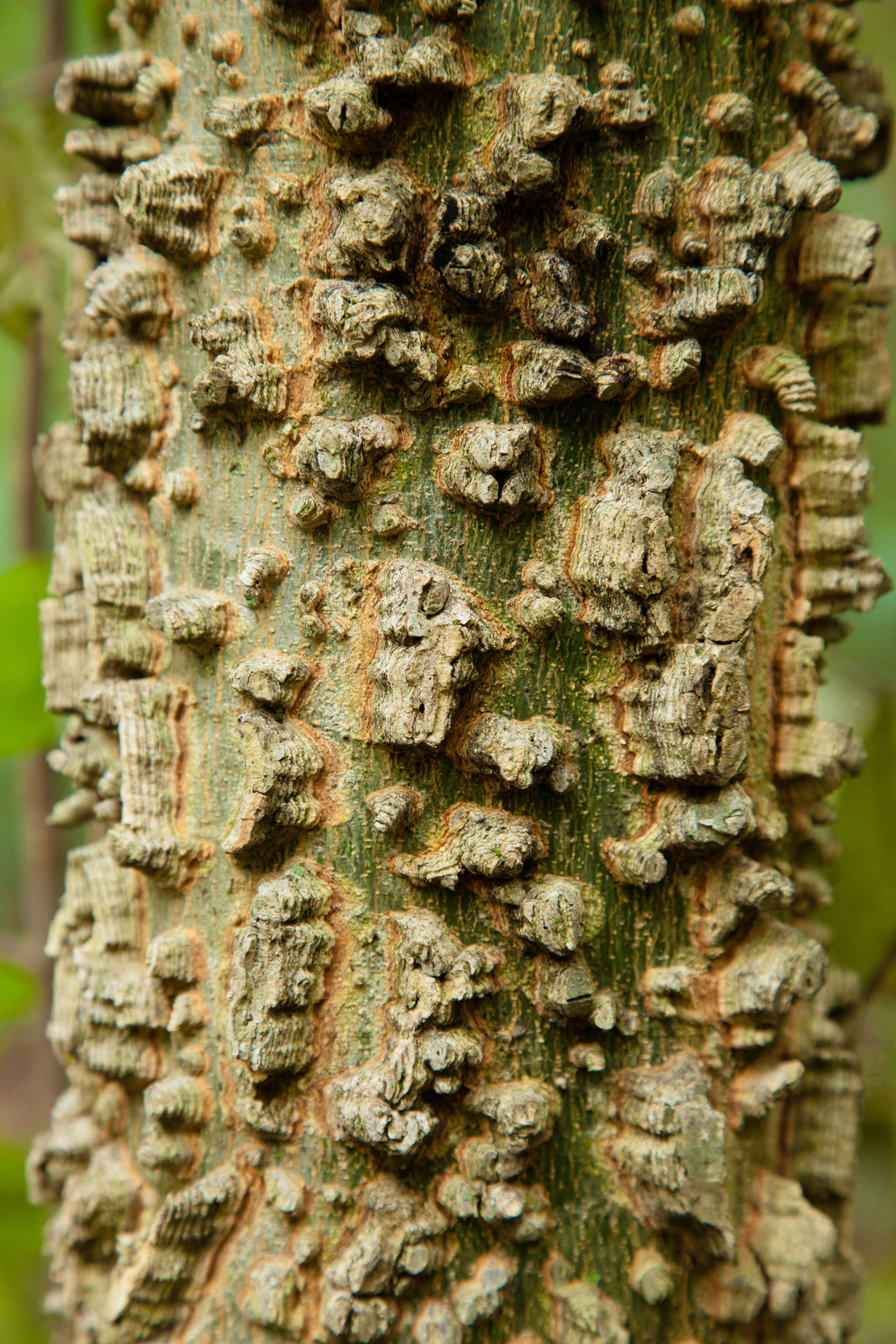 Image of Southern Hackberry