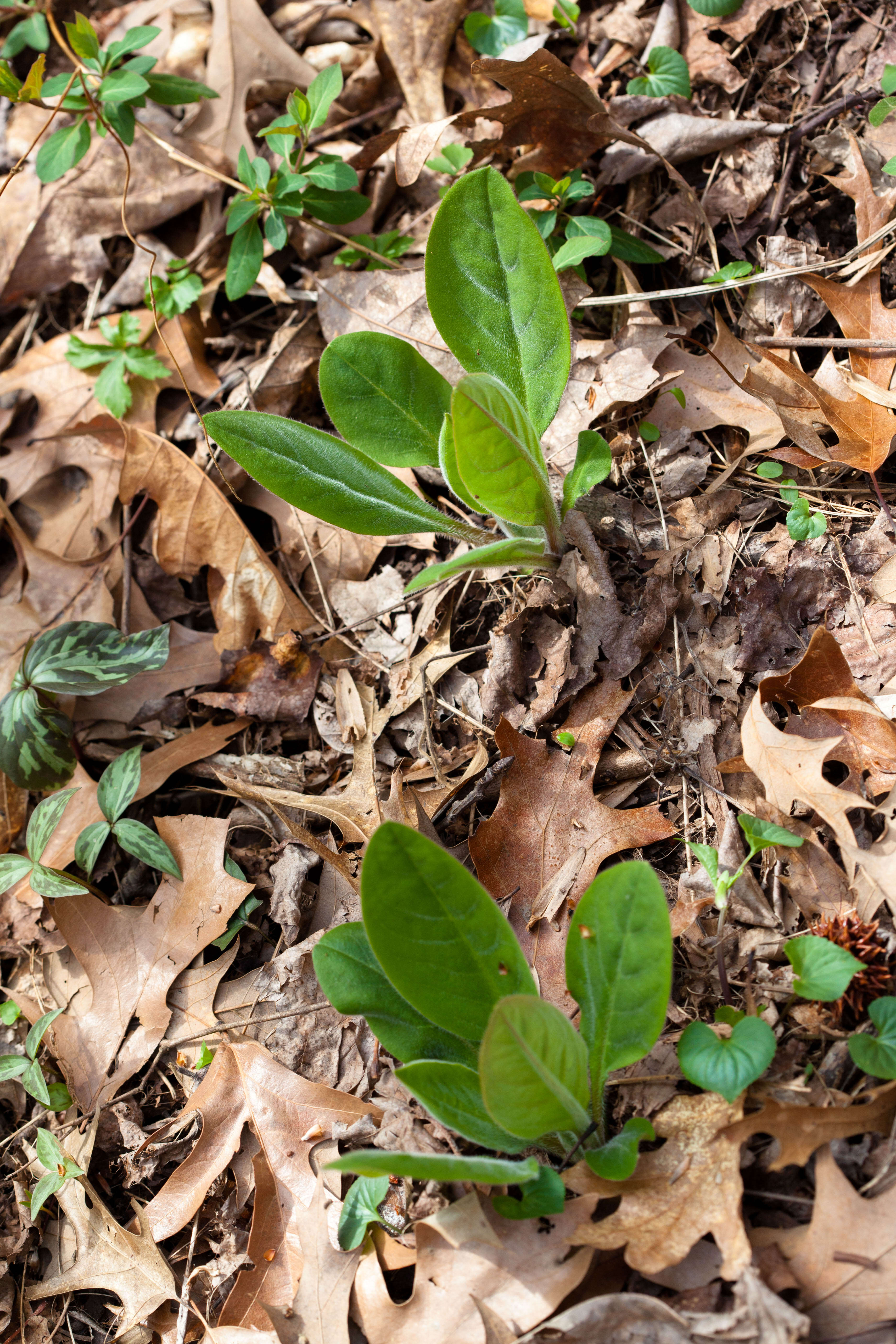 Image of wild comfrey